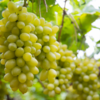​If you are dreaming about grapes…