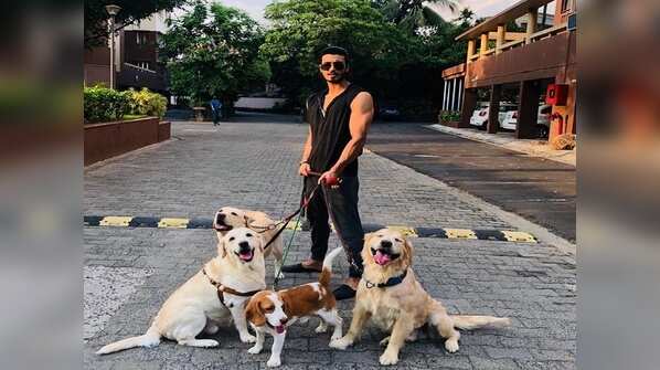 Pet lover
