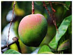 ​Myth: Diabetics must avoid consuming mangoes