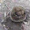 Article image for: Animal or bird? Find out