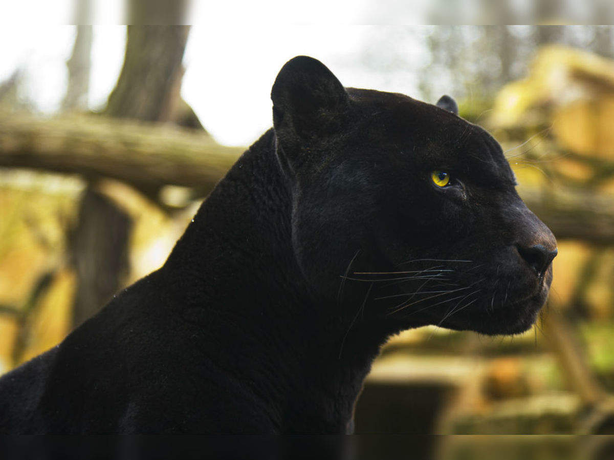 Rare black panther spotted in Karnataka's Kabini forest; pictures ...