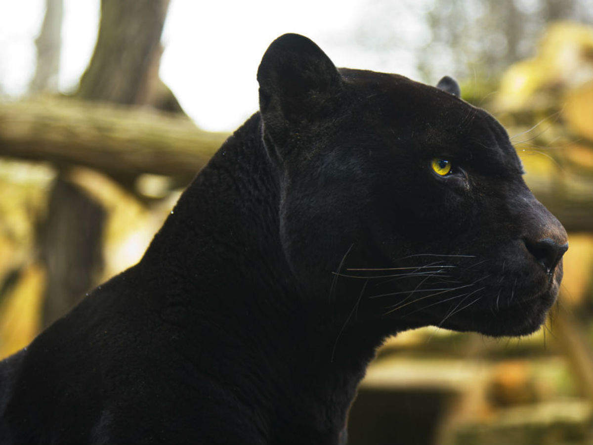 Rare black panther spotted in Karnataka's Kabini forest; pictures gone  viral, Karnataka - Times of India Travel