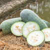 Article image for: <i class="tbold">ash gourd</i> and weight loss