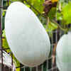 Article image for: <i class="tbold">ash gourd</i> health benefits