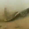 Article image for: This crocodile moves like a mamba!