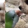 Article image for: This puppy-parrot friendship is winning the internet