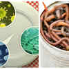 ​Why are bug bits and insects in food considered safe?
