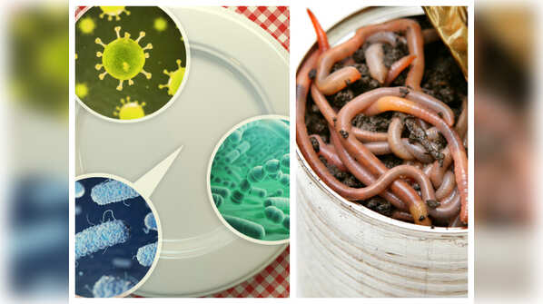 Why are bug bits and insects in food considered safe?
