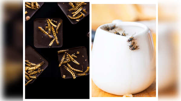 How insects infest our foods?