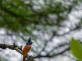 Asian paradise flycatcher