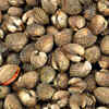 Shellfish