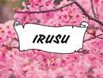 Irusu