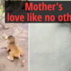 Article image for: Mother's love like no other: Explained in these 2 videos