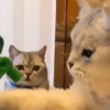 Article image for: This cat couldn’t get the better of a <i class="tbold">frog</i>
