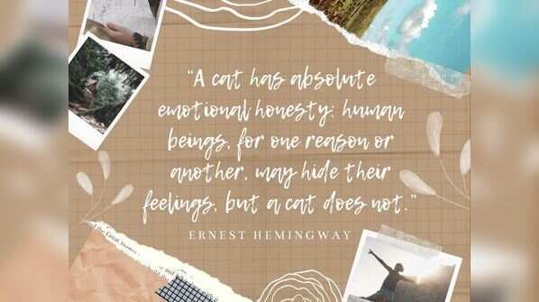 On a cat's philosophy