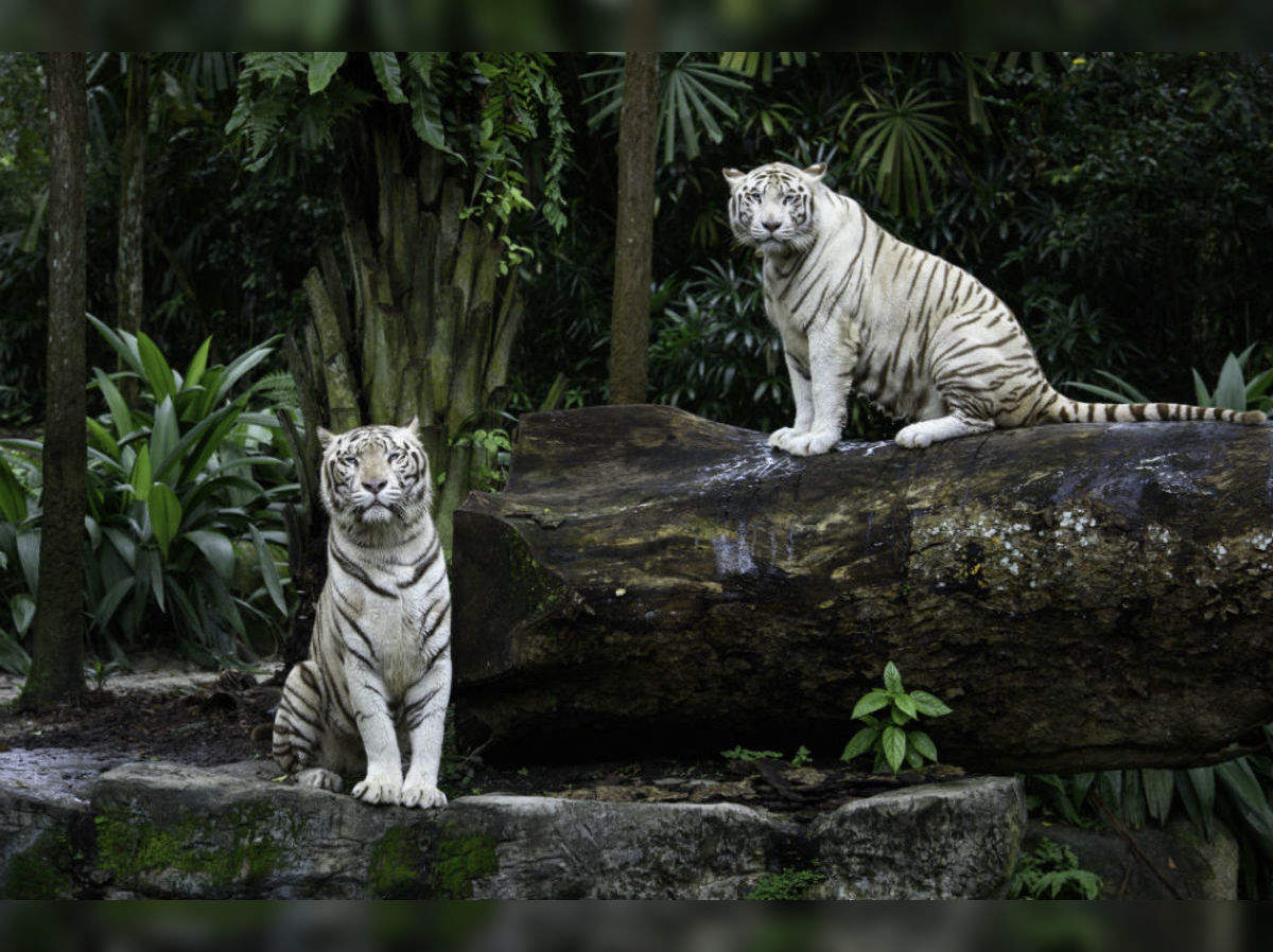 Discovering Rewa, home to Asia&#39;s largest solar power plant and white  tigers!, Rewa - Times of India Travel