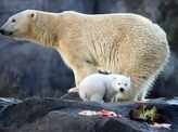 Polar bears may be extinct by 2100, study suggests