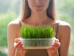How to grow wheatgrass in your home?