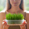 How to grow wheatgrass in your home?