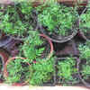 Fennel