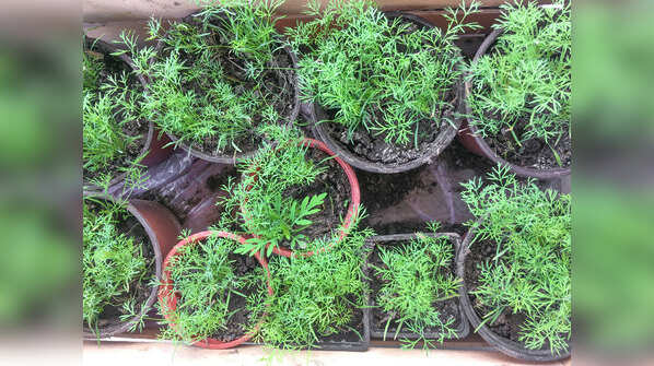 Fennel
