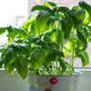 Basil
