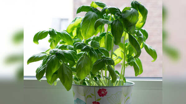 Basil