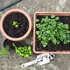 Coriander