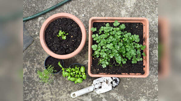 Coriander