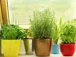 Where to grow fresh herbs?
