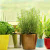 Where to grow fresh herbs?