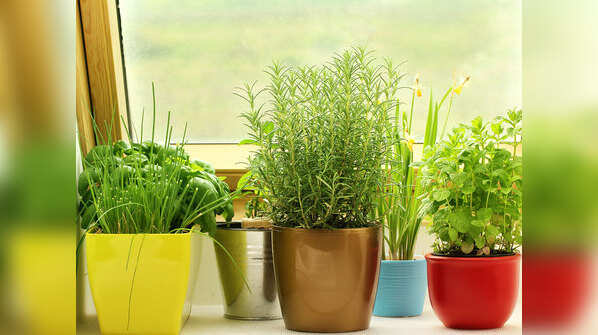 Where to grow fresh herbs?