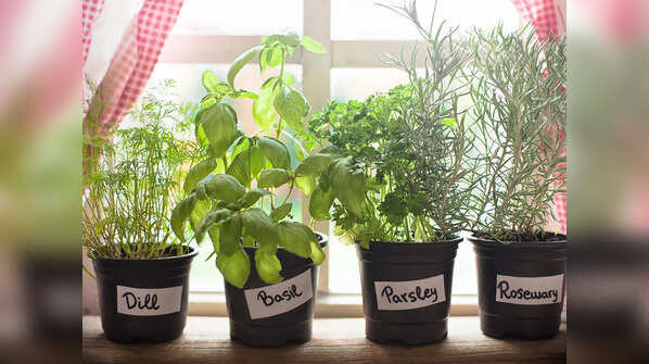 Common herbs for your kitchen