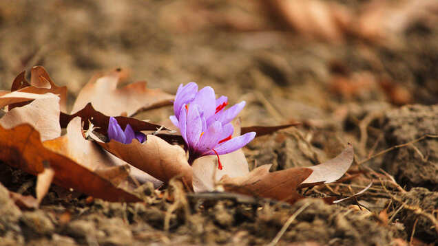 Kashmir&rsquo;s precious saffron earns the GI tag