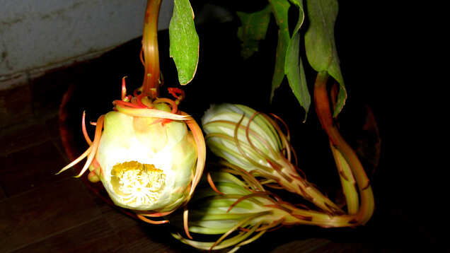 You are a lucky tourist if you see Brahma Kamal flower blooming in Uttarakhand
