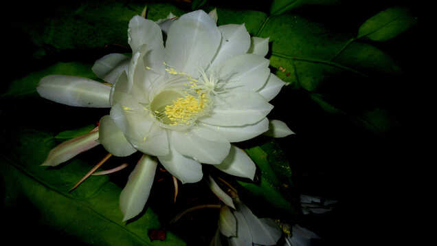 You are a lucky tourist if you see Brahma Kamal flower blooming in Uttarakhand
