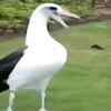 Article image for: Amazing choreography: This albatross duo doing the dance of love
