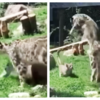 Article image for: This <i class="tbold">snow leopard</i> mom literally jumped off her feet