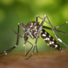 ​Dengue