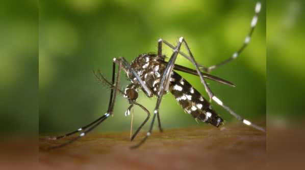 Dengue