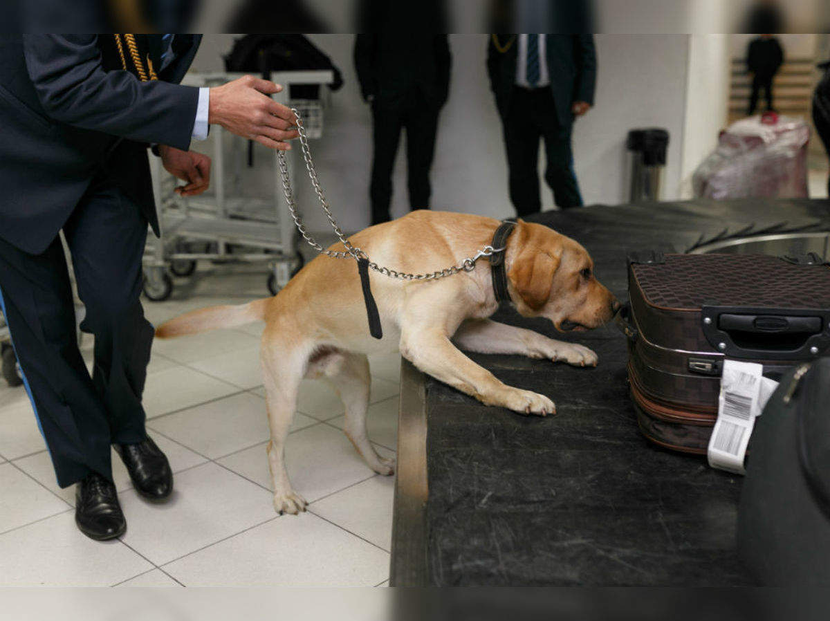 can you take a dog into an airport