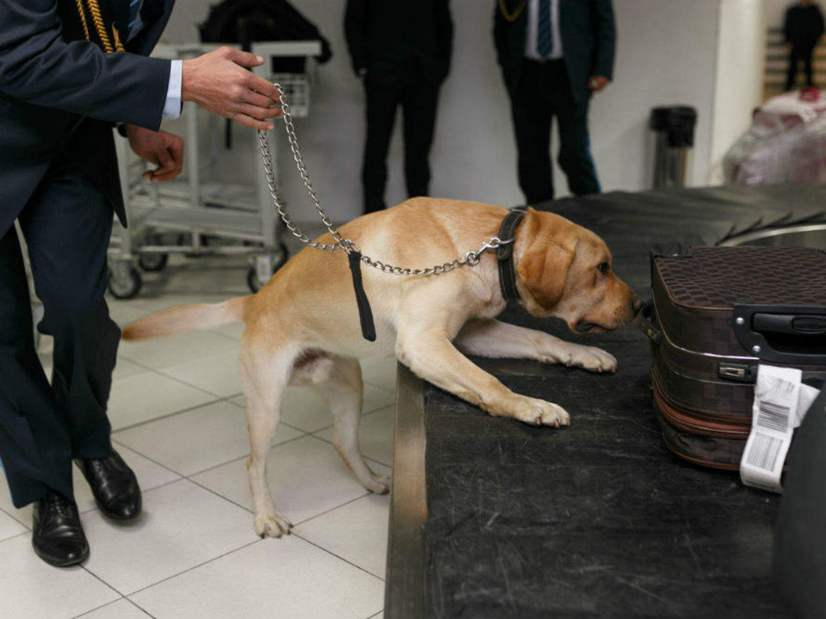 do dogs at the airport sniff for drugs