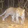 Article image for: Leopard kills five-year-old boy in Gujarat’s Chhota Udepur