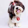 Article image for: <i class="tbold">shih tzu</i>