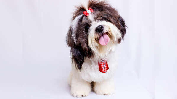 Shih Tzu