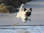 Pug