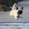Pug