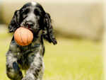 English Cocker Spaniel