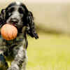 English Cocker Spaniel