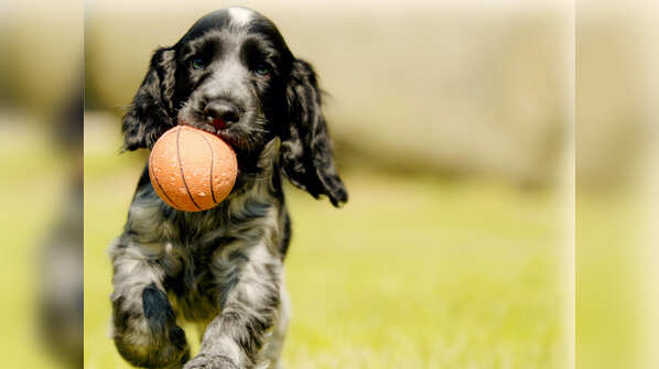 English Cocker Spaniel